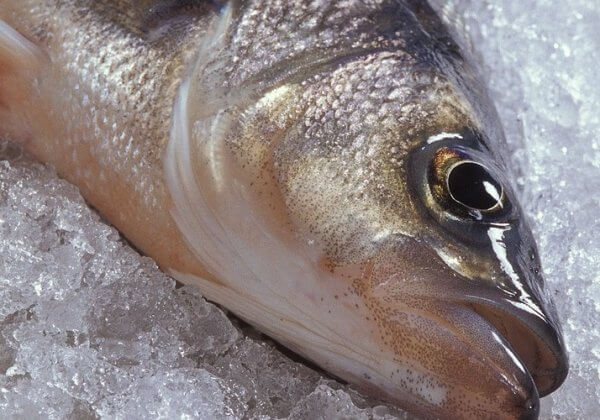 Japanese Ice Rink Horror: 5,000 Fish Frozen into Ice