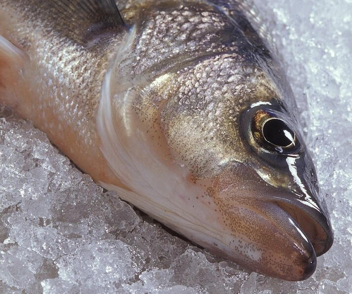 Japanese Ice Rink Horror: 5,000 Fish Frozen into Ice