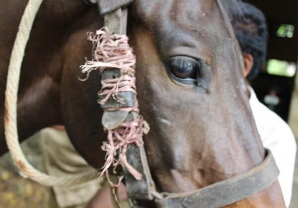 Thanks to PETA India, Thousands of Horses Suffering in India May Be Spared!