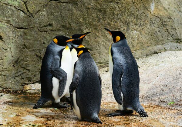 Viral Video: ‘Christmas’ Penguins Dressed Up and Exploited as Photo Props in Japanese Park