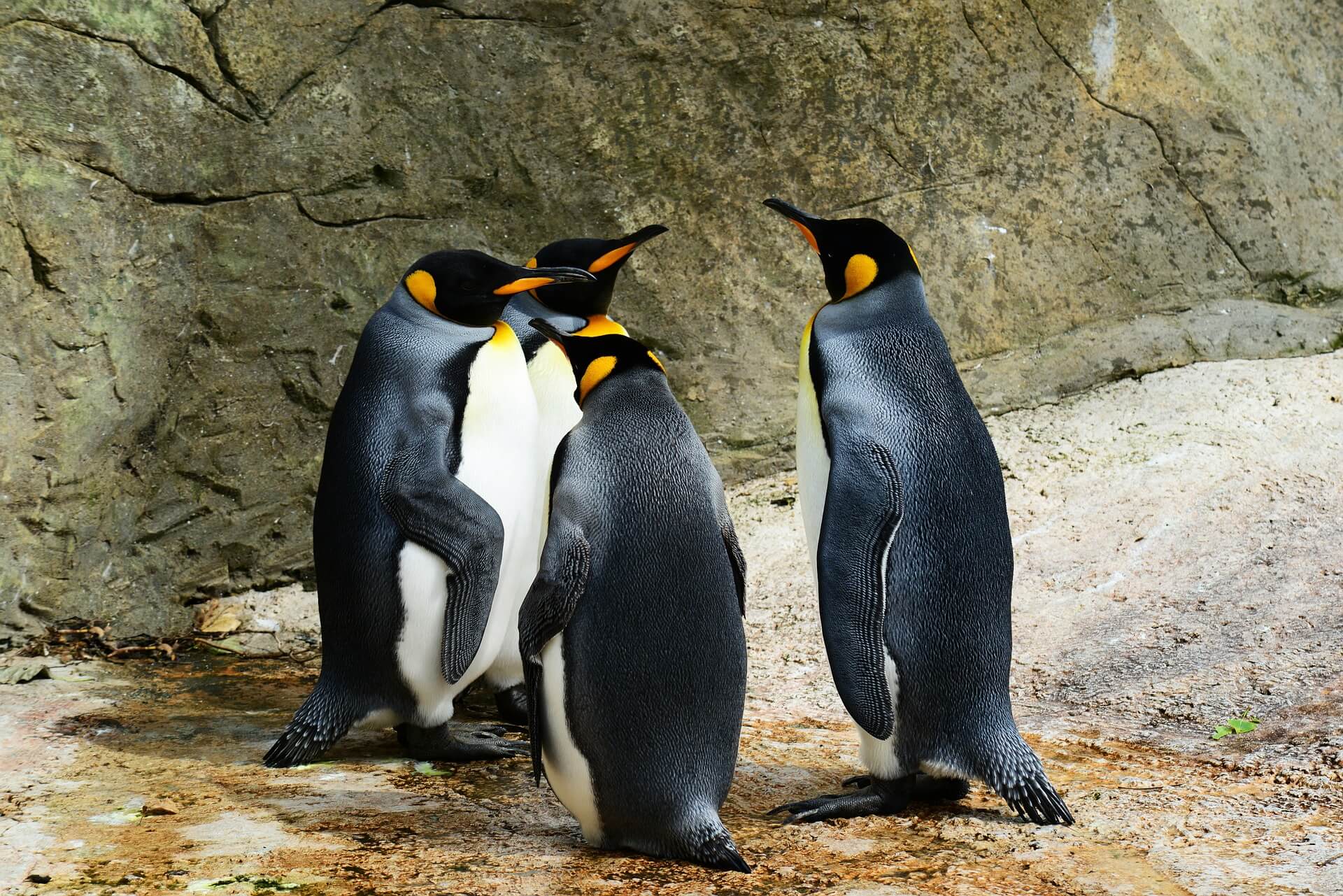 Viral Video: ‘Christmas’ Penguins Dressed Up and Exploited as Photo Props in Japanese Park