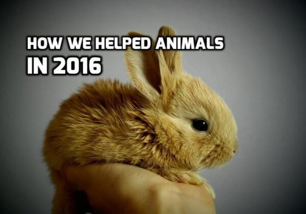 What We Achieved for Animals in 2016