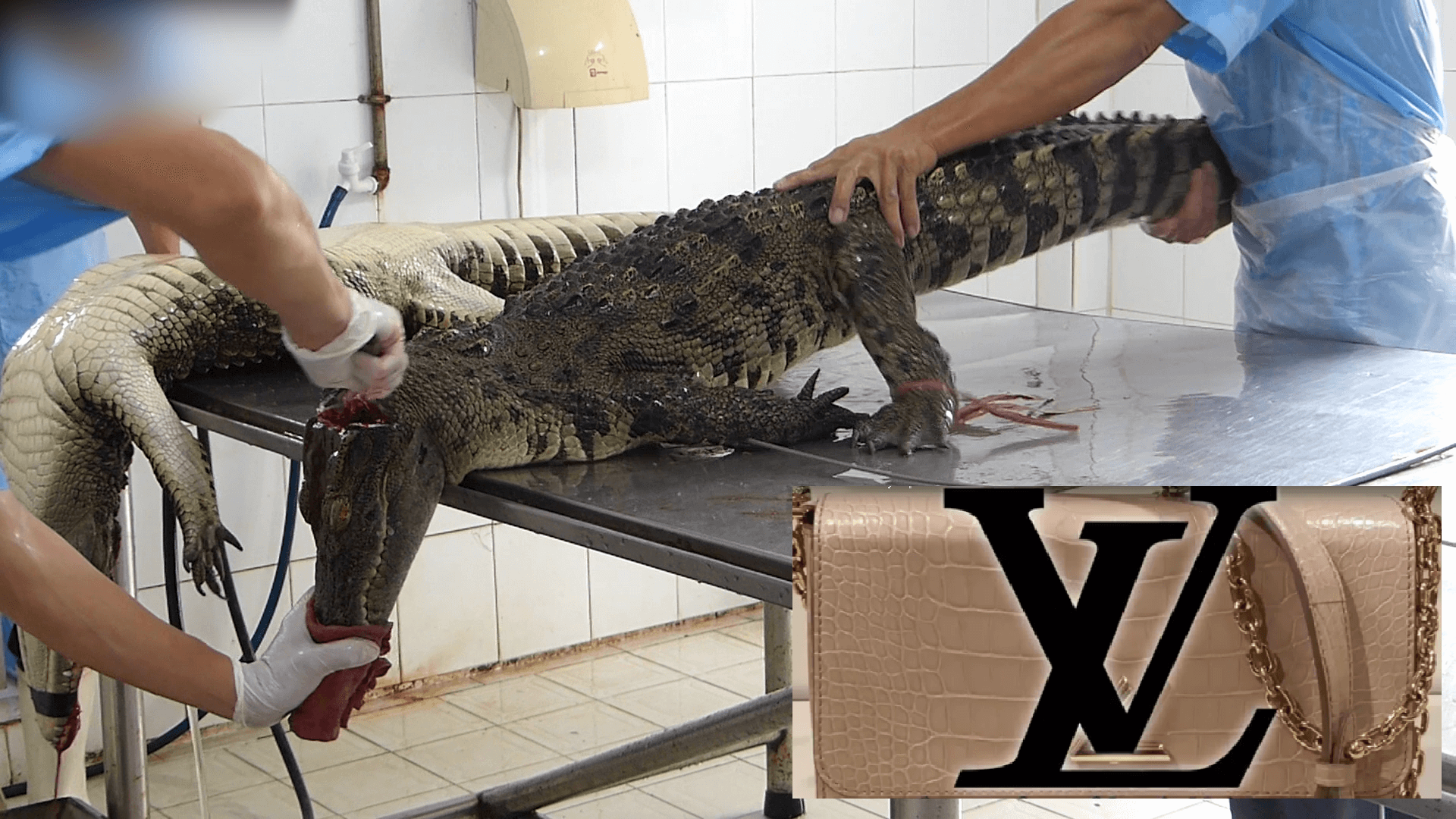 Peta locks horns with LVMH over animal cruelty at crocodile farms   Luxurylaunches