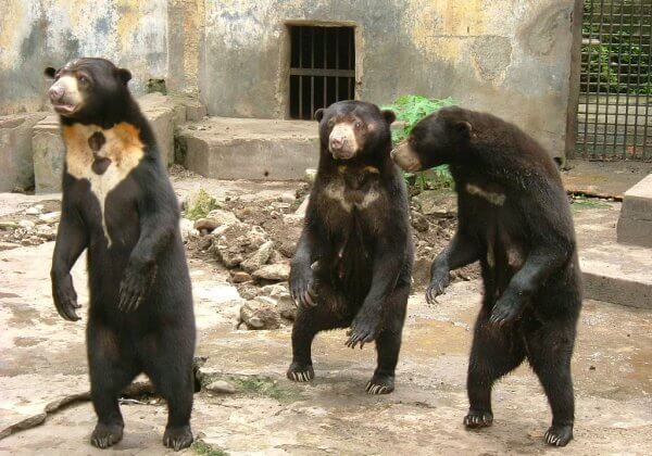 Video: Skeletal Bears Beg for Food From Visitors at Indonesia’s Bandung Zoo