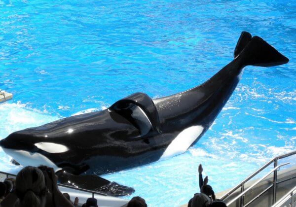 R.I.P. Tilikum—Dead After Three Decades of Misery