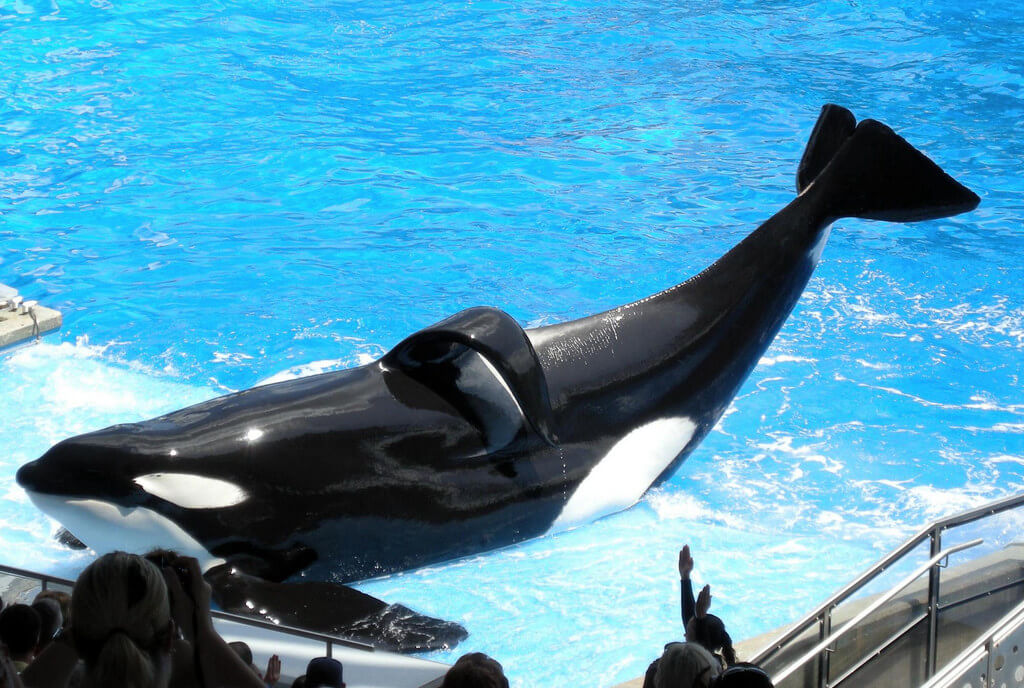 R.I.P. Tilikum—Dead After Three Decades of Misery