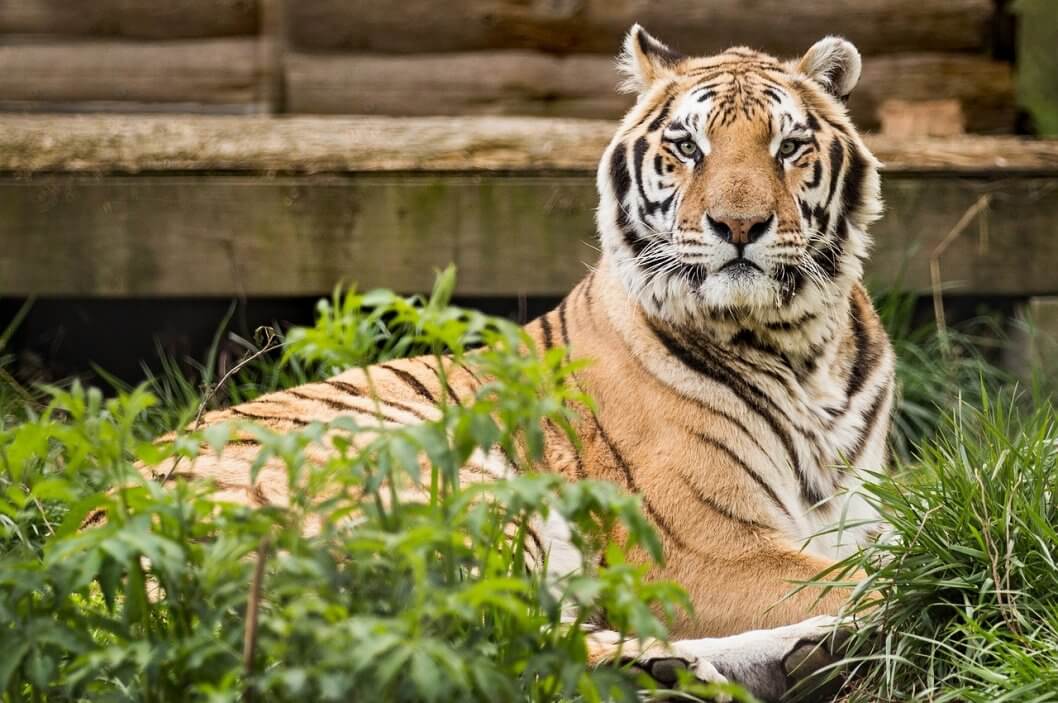 Tiger Shot Dead After Man Enters Enclosure at Zoo in China