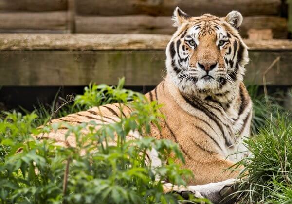 Tiger Shot Dead After Man Enters Enclosure at Zoo