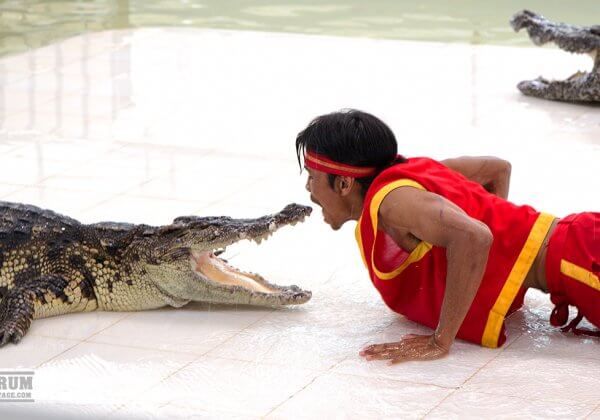 Crocodile Attacks Man in Circus Show