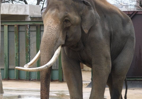 Elephant in Captivity Kills Zoo Trainer