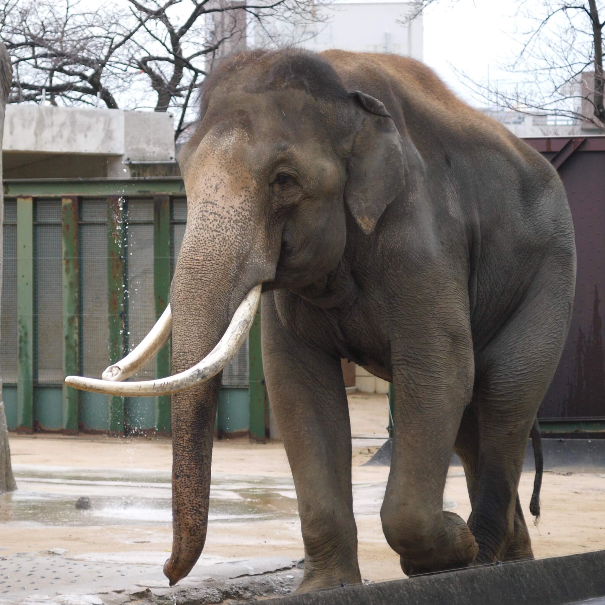 Elephant in Captivity Kills Zoo Trainer