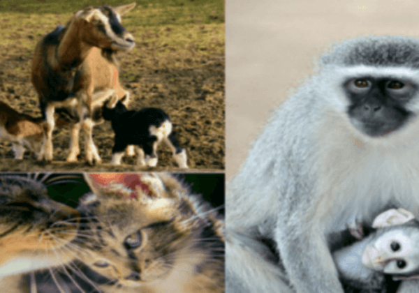 10 Cute Pics of Mom Animals