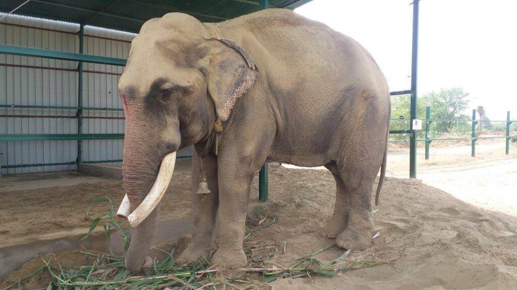 Gajraj the Elephant’s Journey to Freedom After 51 Years