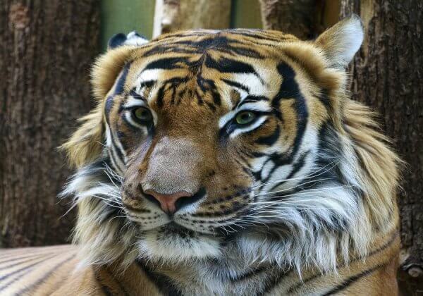 Tiger Meat, Tiger Wine, and Bear Paw Served in Laos’ Restaurants