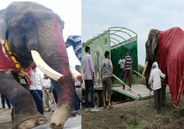 Victory: PETA India Campaign Frees Chained Elephant Gajraj After Over 50 Years of Neglect