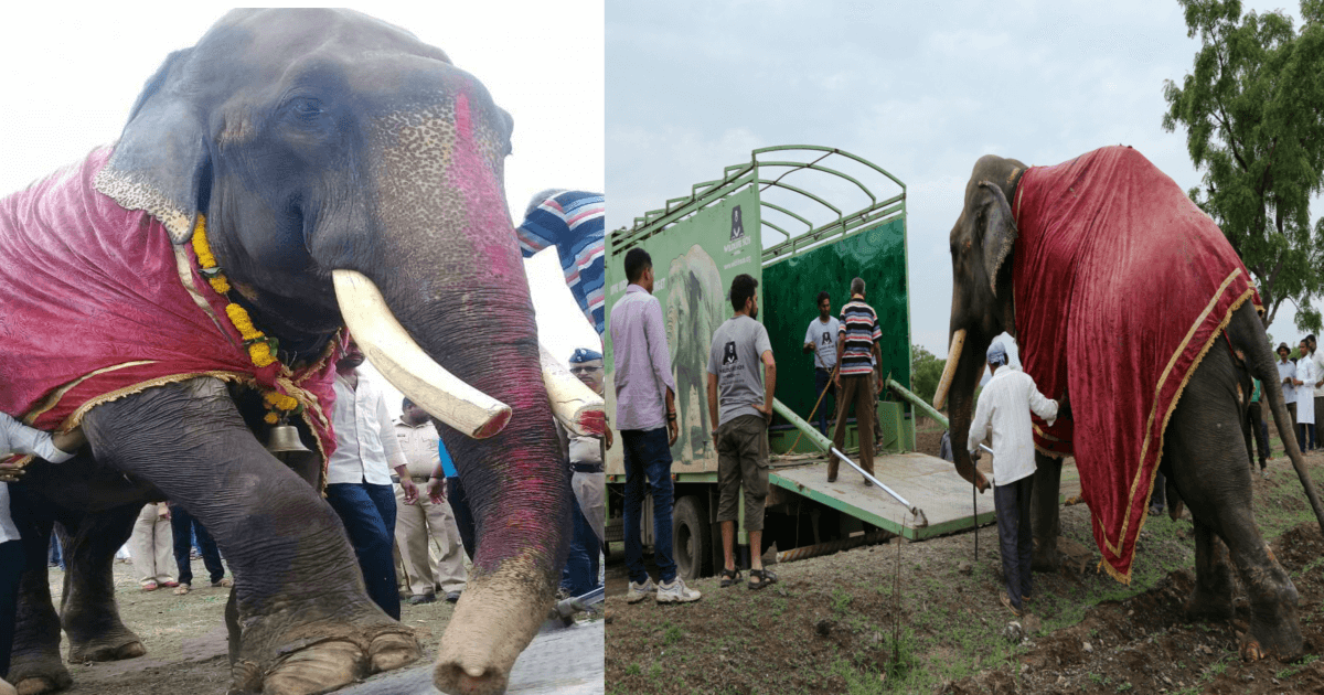 Victory: PETA India Campaign Frees Chained Elephant Gajraj After Over 50 Years of Neglect