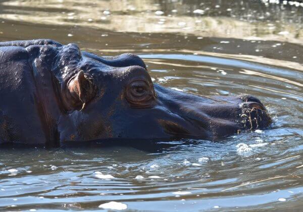 Shocking: Stones Thrown at Sleeping Hippo to Get the Animal’s Attention at Chinese Zoo