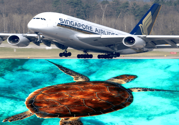 Singapore Airlines Takes a Stand Against Wildlife Trafficking