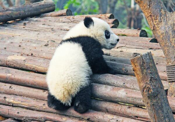 Panda Cubs Thrown Like Toys by Zookeepers When They Tried to Break Out