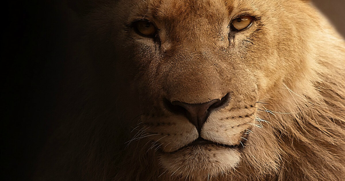 Son of Cecil the Lion Killed by Trophy Hunters in Zimbabwe