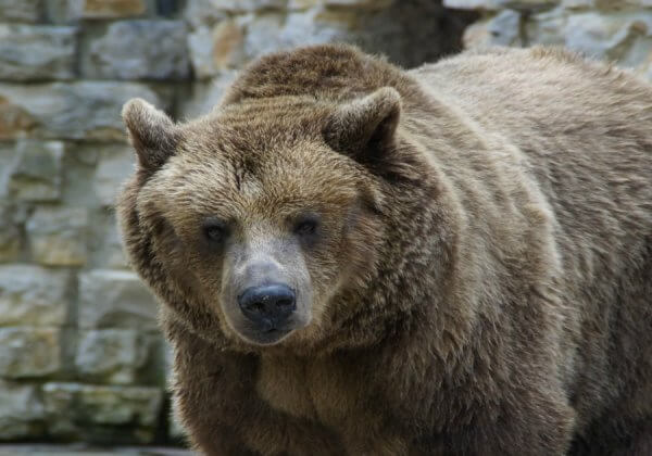 Man Taunts Captive Bear in Thailand and Is Mauled