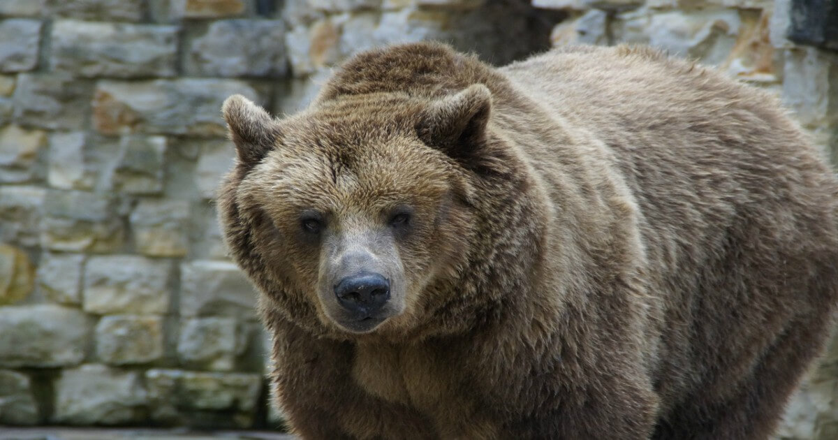 Man Taunts Captive Bear in Thailand and Is Mauled