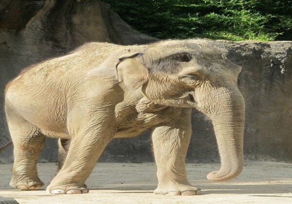 Frustrated Elephant at Zoo in Thailand Kills Mahout