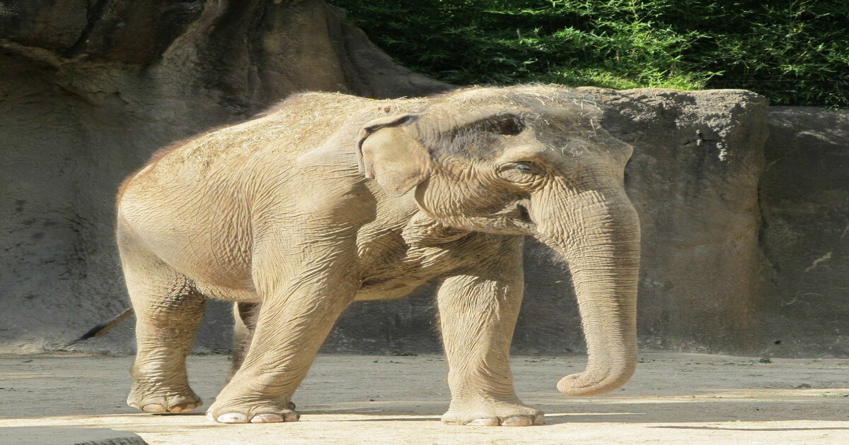 Frustrated Elephant at Zoo in Thailand Kills Mahout