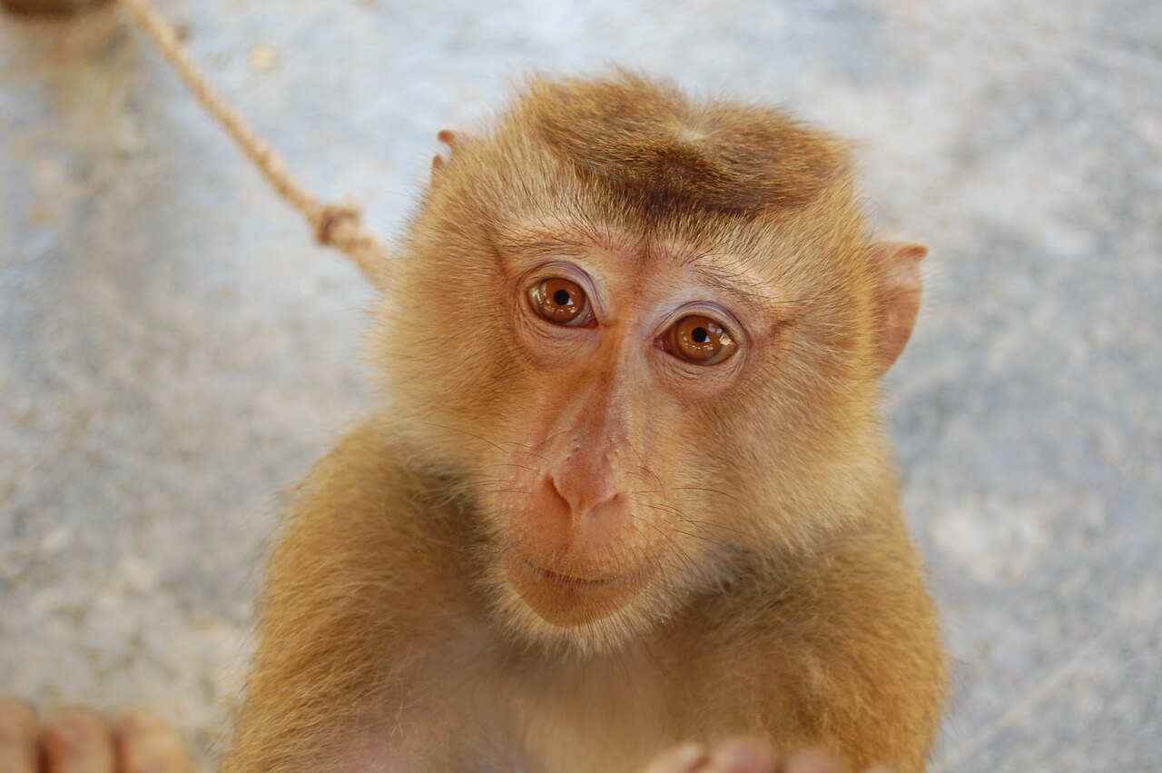 It’s No Game for Monkey Forced to Perform Tricks at Japan Football Match