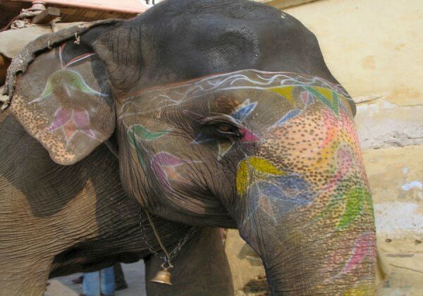 Frightened Elephant Used for Rides in Sri Lanka Tries to Break Free—and We’re Not Surprised