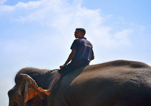 Tour Guide in Thailand Trampled by Elephant After Tourist Pulls Animal’s Tail