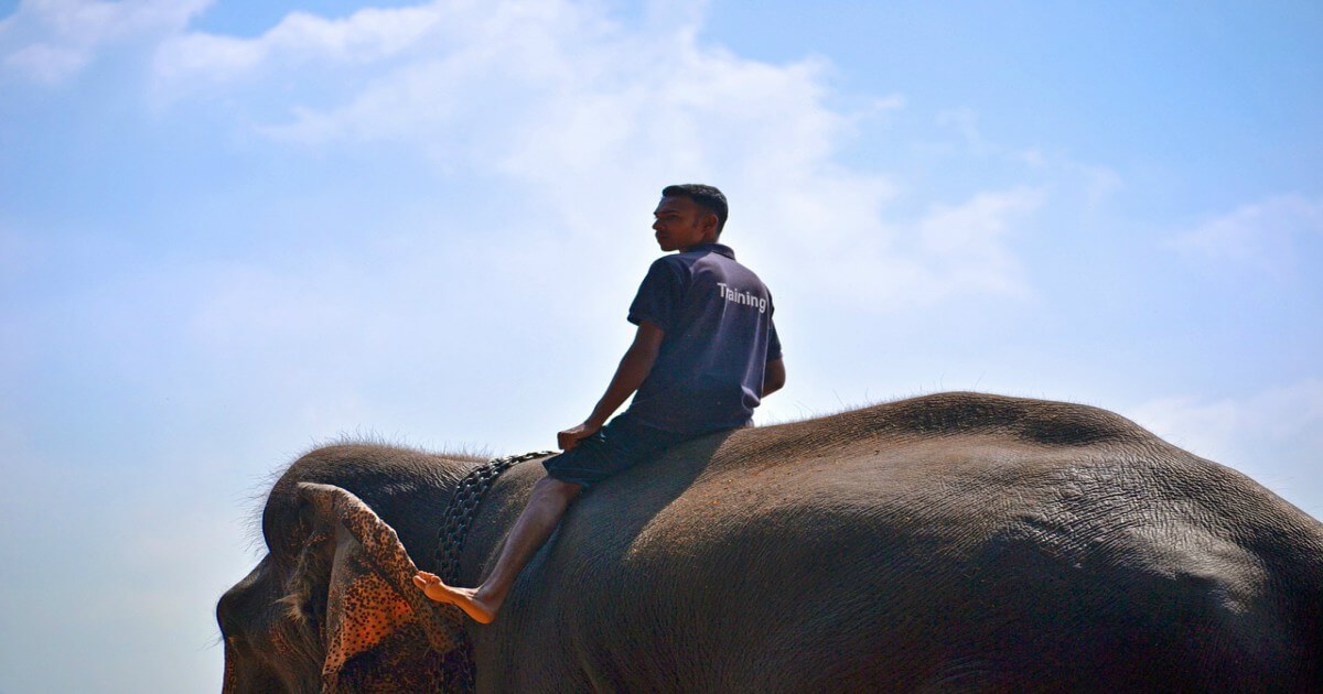 Tour Guide in Thailand Trampled by Elephant After Tourist Pulls Animal’s Tail