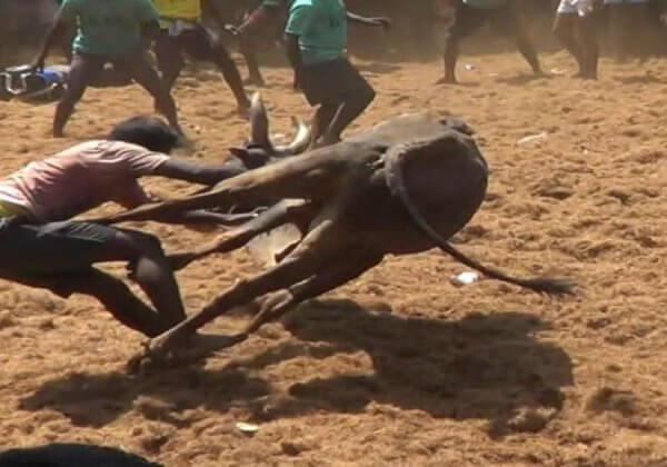 Victory: Cruel Bull-Chasing Competition in Malaysia Canceled After PETA Asia Appeal