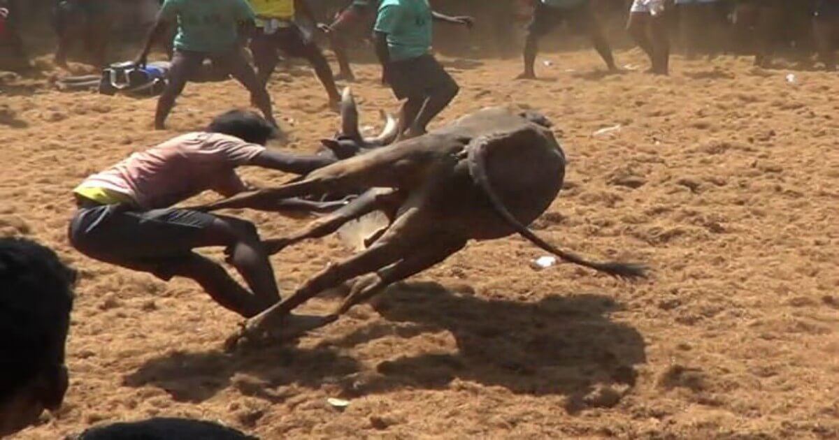 Victory: Cruel Bull-Chasing Competition in Malaysia Canceled After PETA Asia Appeal