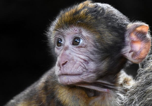 PETA Condemns ‘Frankenscience’ Horror Show as Monkey Is Cloned for the First Time