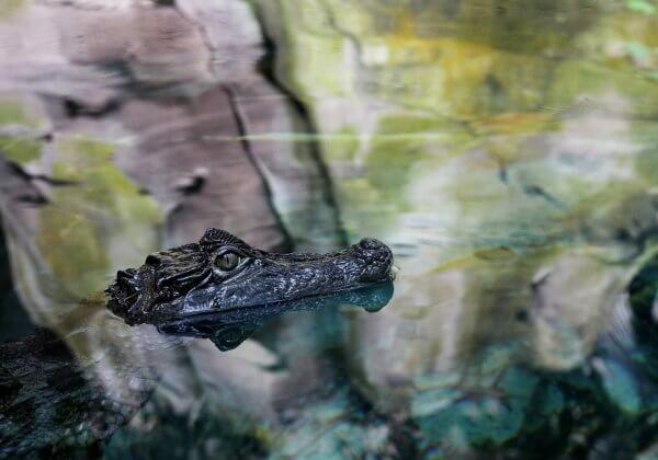 Race Against Time to Save Crocodile With Tire Stuck Around Neck