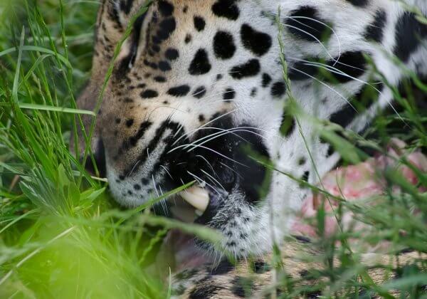 Bolivian Jaguar Population at Risk Because of Poaching for Pendants