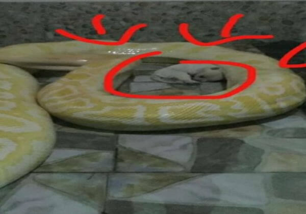 Shocking: Live Puppies Fed to Snake in Chinese Zoo