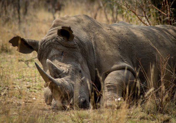 Meet Zimbabwe’s First All-Female, Combat-Trained Anti-Poaching Unit