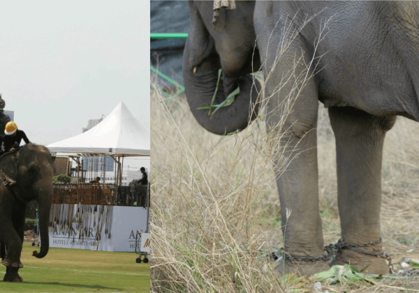 Progress: Companies Pull Elephant Polo Sponsorship