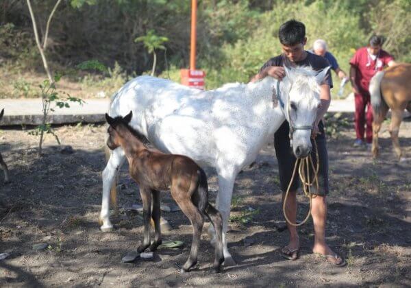 PHOTOS: Hundreds of Overworked Horses Receive Veterinary Care on Volcanic Island