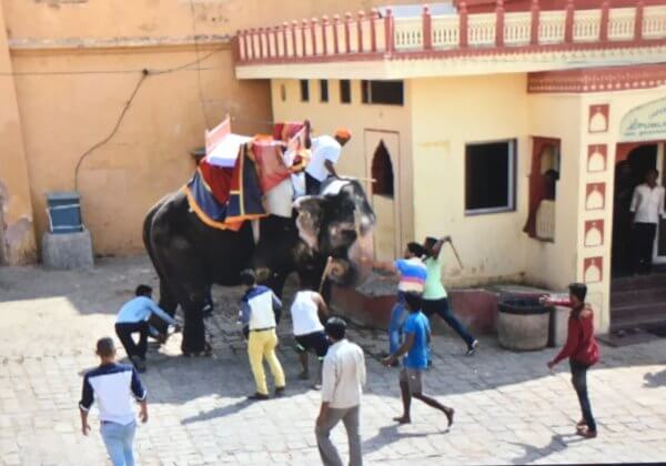 Blind and TB-Infected Elephants Forced to Haul Crushing Loads in India