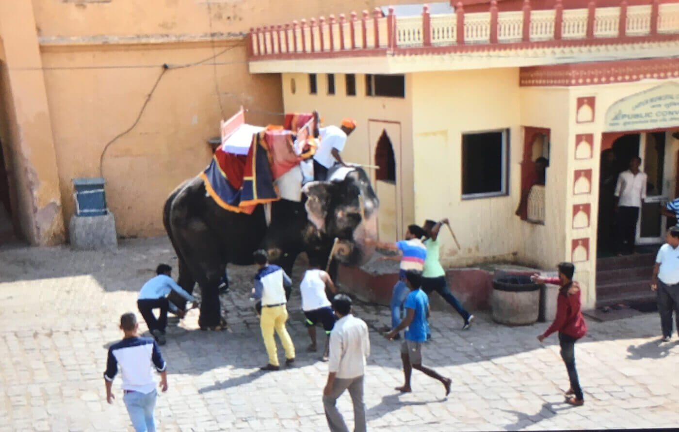 Blind and TB-Infected Elephants Forced to Haul Crushing Loads in India