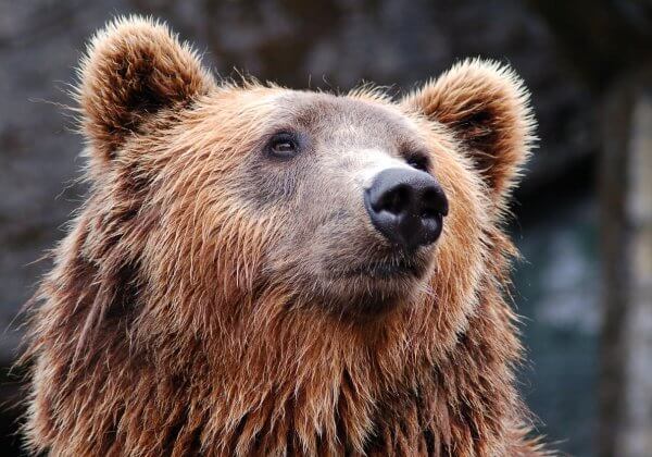 WATCH: Bear Forced to Present Ball During Russian Soccer Match