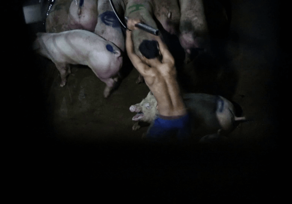 Pigs’ Heads Are Bashed in With Metal Pipes in Cambodian Slaughterhouse