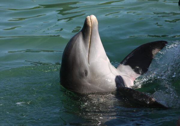 This Is Sick: Man Kidnaps Stranded Dolphin From a Beach in China and Drives Off