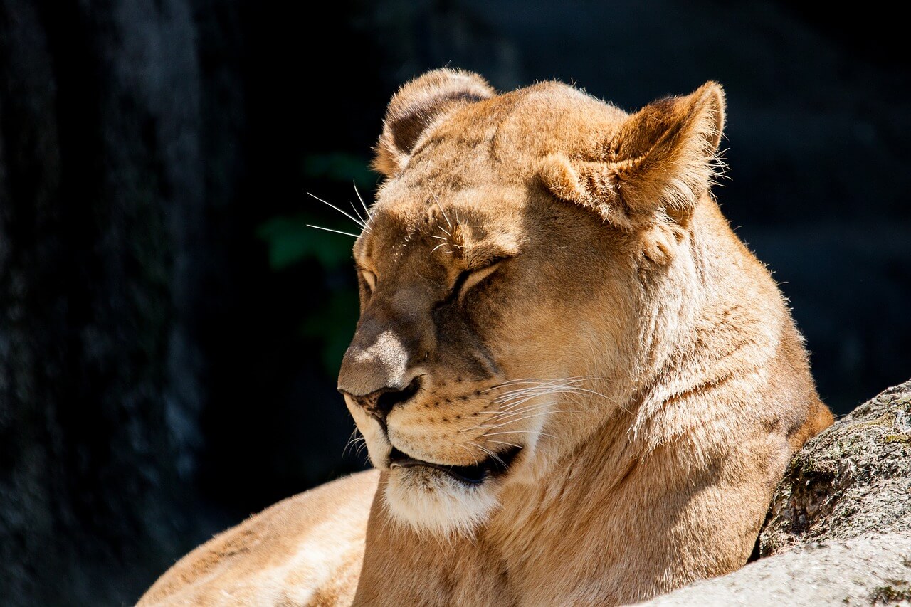 This Lion at a Philippine Zoo Is Blind Because of a ‘Breeding Mistake’