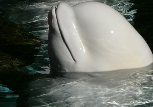 Outrage Over Marine Park That Forced a Beluga Whale to Wear Lipstick