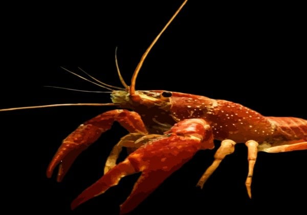 Watch a Crayfish Remove His Own Claw to Escape a Boiling Pot