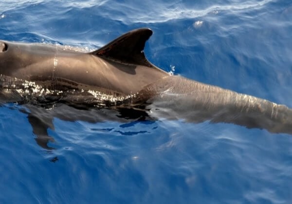 Whale off Thailand’s Coast Dies After Swallowing Over 80 Plastic Bags